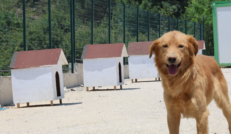 Safranbolu Belediyesi, sokak hayvanlarına yönelik yürüttüğü çalışmalarla örnek olmaya devam